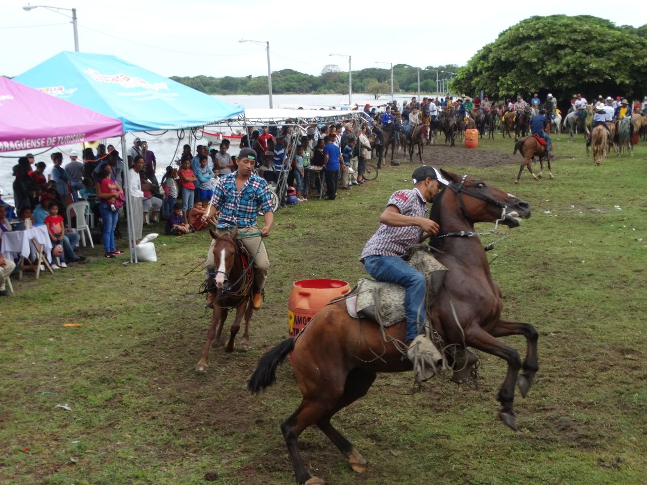 caballos